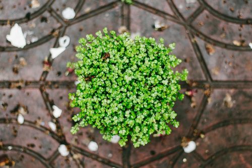 plant flora potted