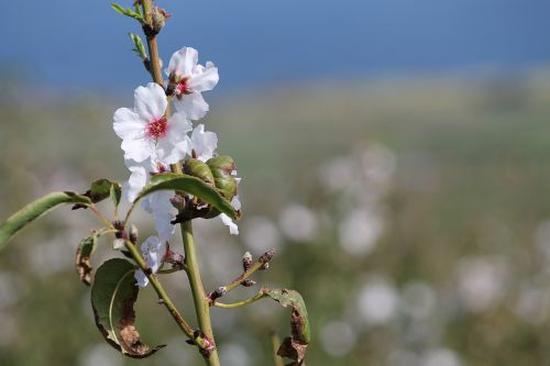 flower plant blossom