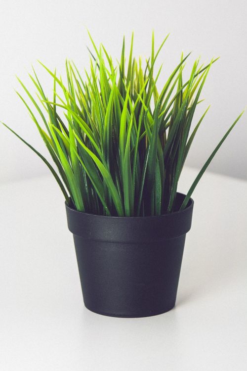 plant green pot