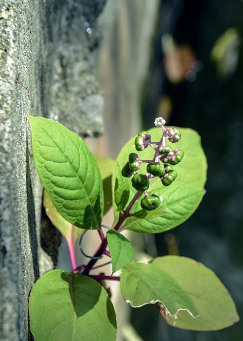 plant grass leaf