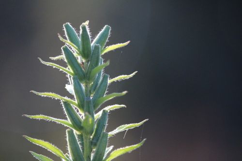 plant mullein autumn