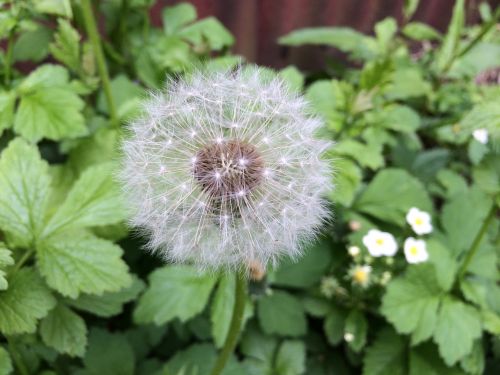 plant flower dandelion