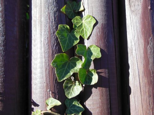 plant green plant climbing plant