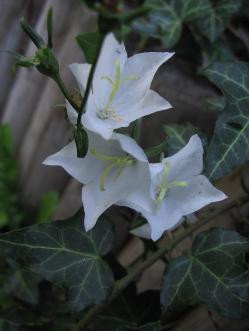 plant herbs blossom