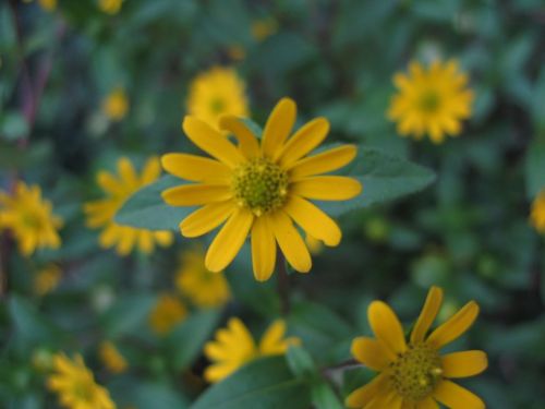 plant herbs blossom