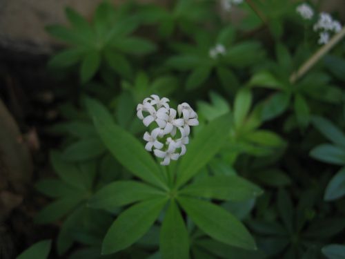 plant herbs blossom