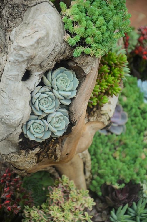 plant succulent plants flower