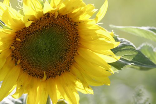 sunflower sun plant