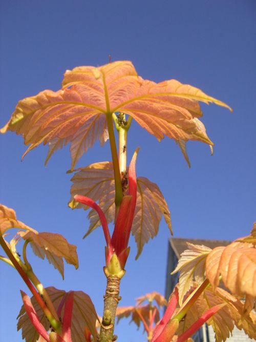 plant autumn leaves