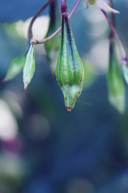 plant bud nature