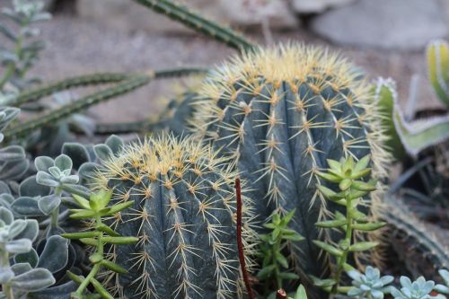 plant cactus plants