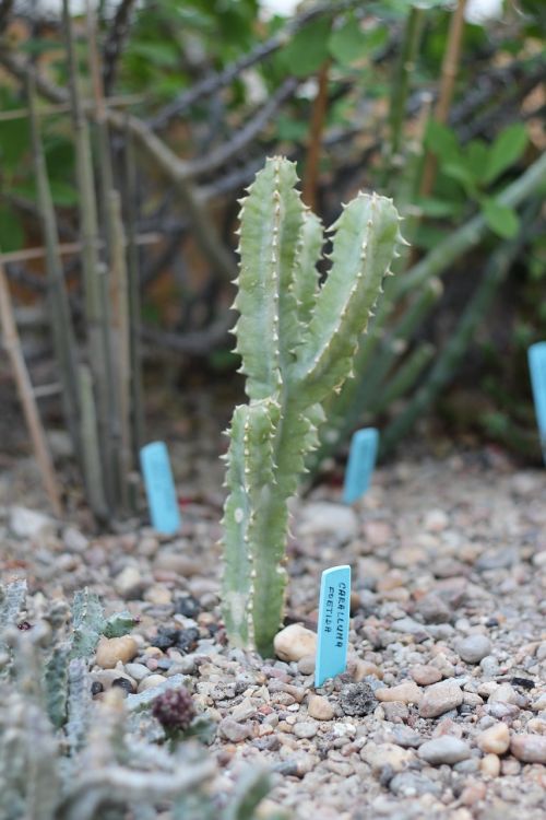 plant cactus botanist