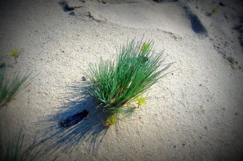 plant details grass