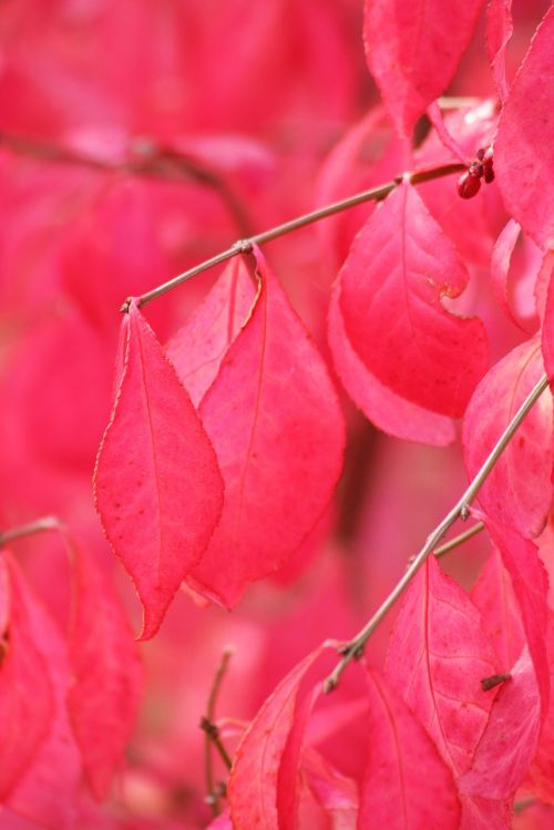 plant bush pink