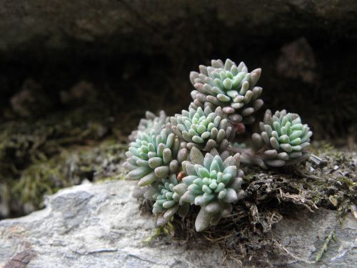 plant stone fouling