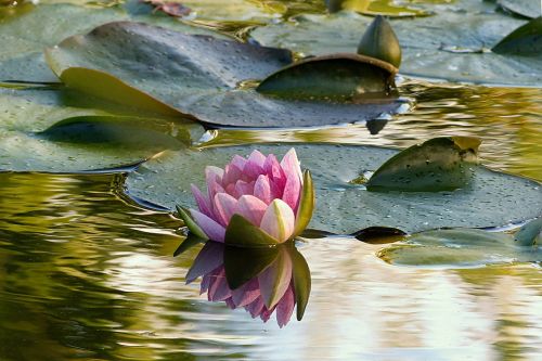 plant water lily nimphaea