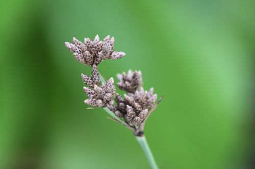 plant close nature