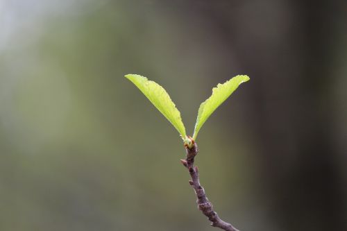 plant green nature