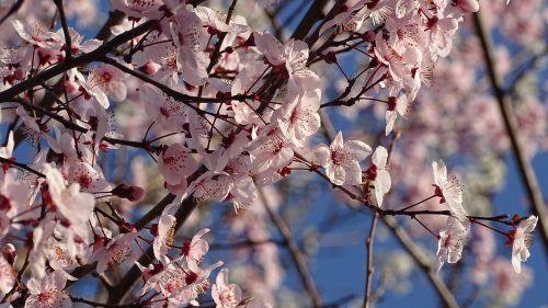 plant spring flowers