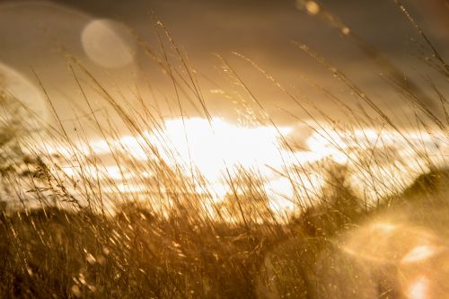 Plant And Sunshine