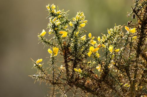 Plant And Yellow Flowers