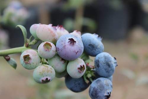 plant blueberries  fruit  harvest