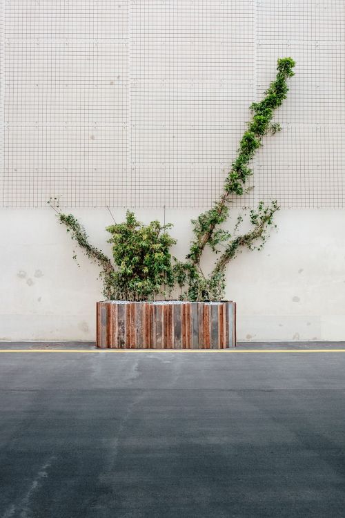 plant box plants road