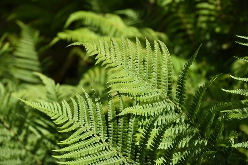 plant fern  fern  under wood