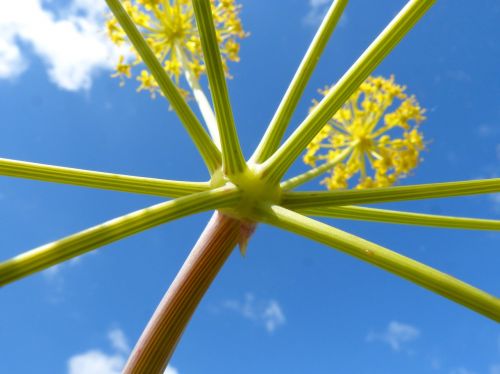 plant forms geometry naturally