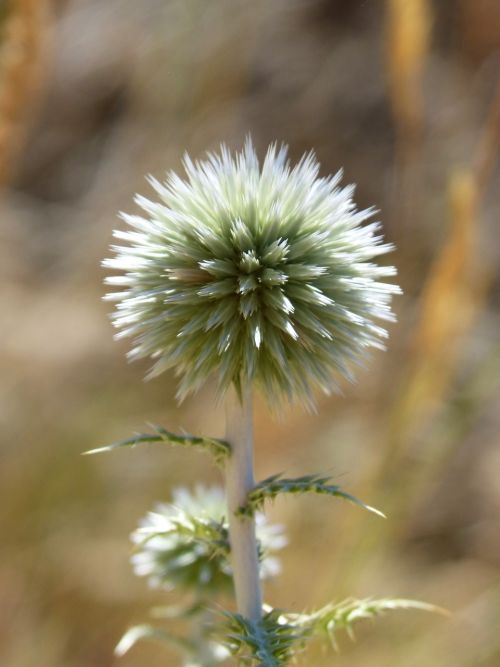 plant geometry plant architecture dry flower