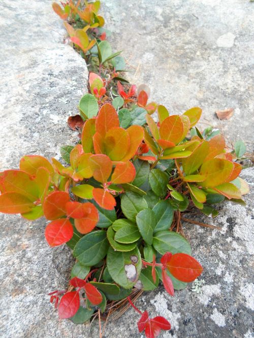 Plant Growing In Rock Crevice