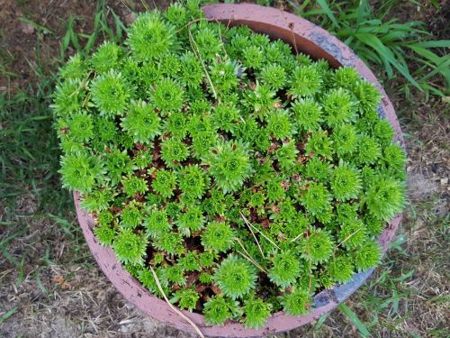 plant in a pot garden green