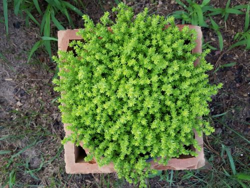 plant in a pot garden green