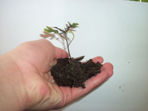 Plant In Person&#039;s Hand