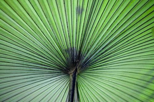 plant leaf macro green