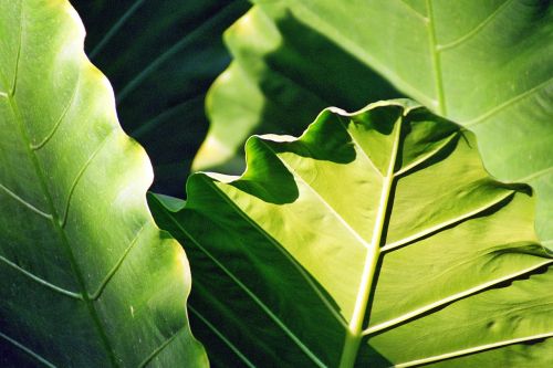 plant leaf green nature