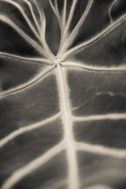 Plant Leaf Detail