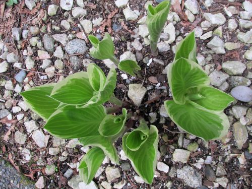 Plant On Rocks