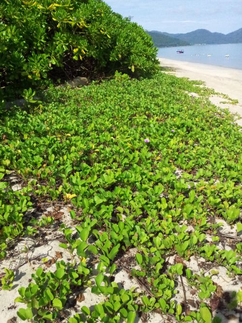 Plant On The Beach