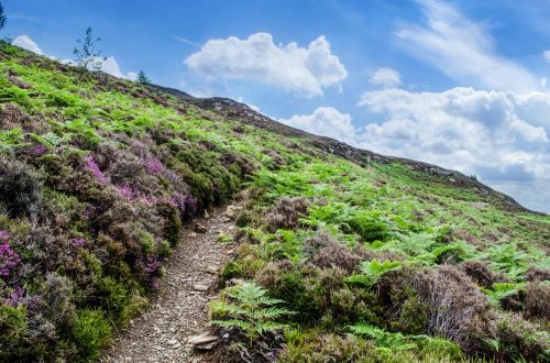 Plant On The Mountain