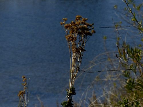 Plant On The Shore