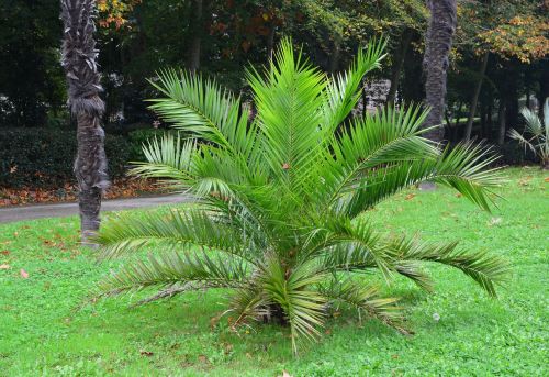 plant palm tree palm color