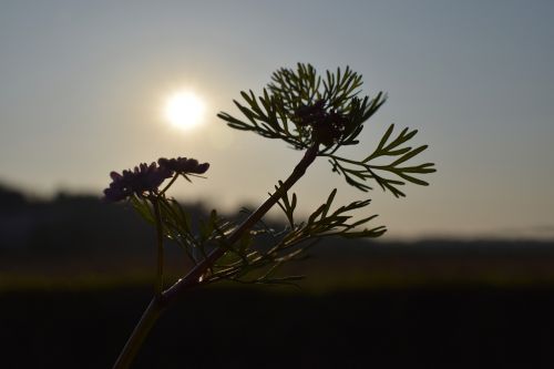 plant silhouette sunset backlighting