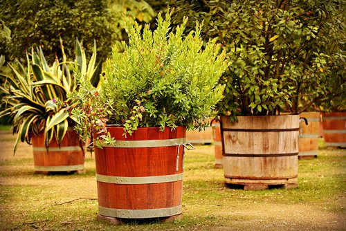 plant tub  plants  mediterranean