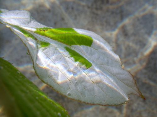 Plant Under Water