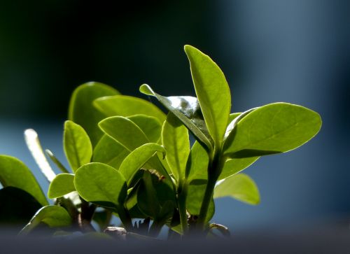 Plant View Background