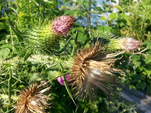 Plant With Prickles