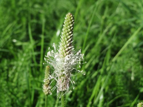 plantago media hoary plantain macro