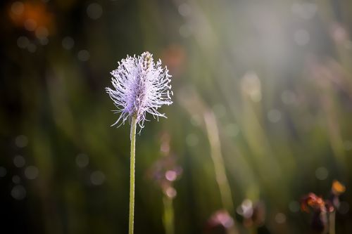 plantain blossom bloom