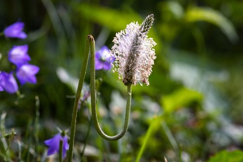 plantain  wild plant  flower meadow